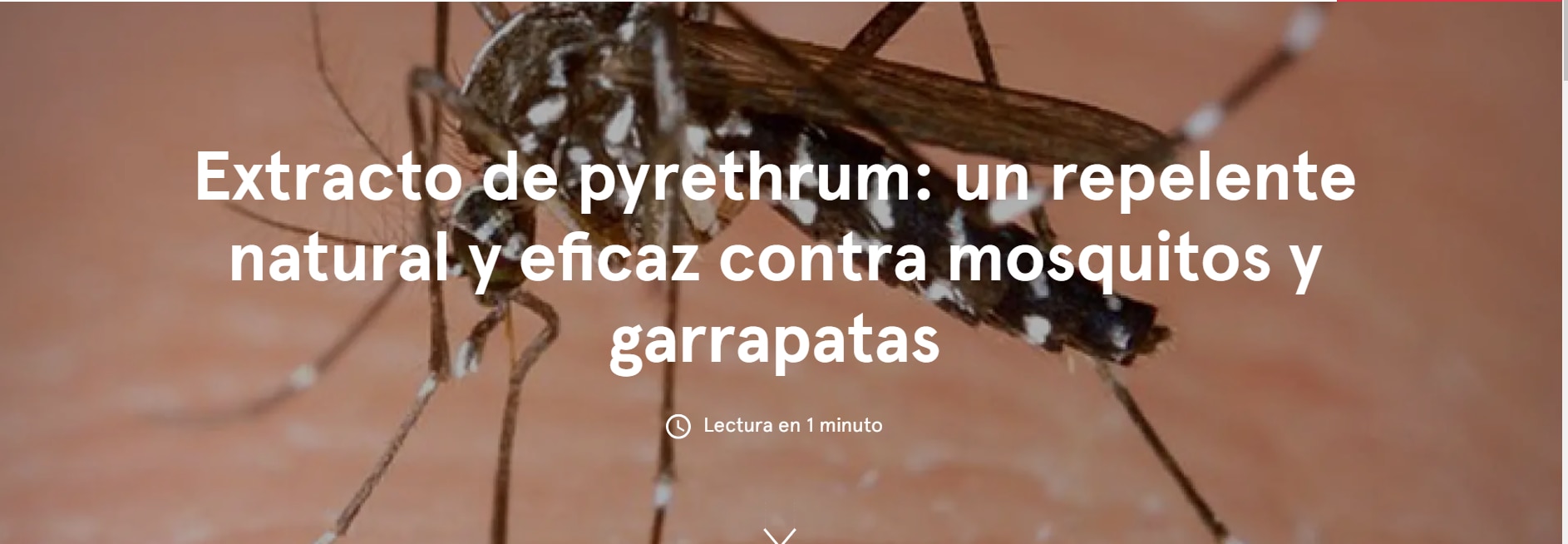 Las picaduras de mosquitos